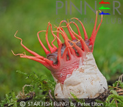 STAR-FISH-FUNGI-by-Peter-Elton