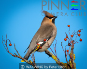 WAXWING-by-Peter-Elton
