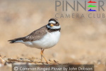 Common Ringed Plover