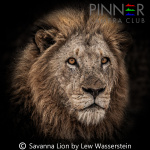 Savanna Lion