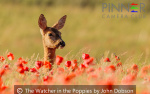 The Watcher in the Poppies