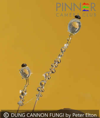 DUNG-CANNON-FUNGI-by-Peter-Elton