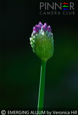 EMERGING-ALLIUM-by-Veronica-Hill