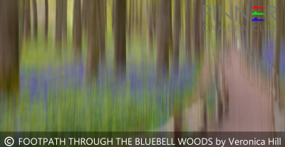 FOOTPATH-THROUGH-THE-BLUEBELL-WOODS-by-Veronica-Hill