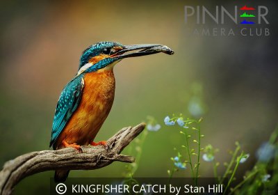 KINGFISHER-CATCH-by-Stan-Hill