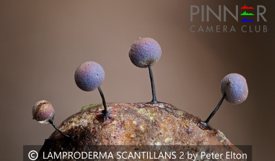 LAMPRODERMA-SCANTILLANS-2-by-Peter-Elton