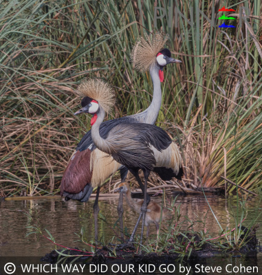 3_WHICH WAY DID OUR KID GO? by Steve Cohen