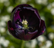 9T8A5525-Edit
