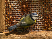 Blue-Tit