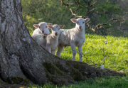 FAMILY-PHOTO-by-Angela-Rogers