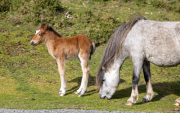 FOAL-AND-MOTHER-by-Angela-Rogers