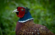 PHEASANT-by-Angela-Rogers