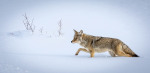 02-COYOTE-IN-THE-SNOW-by-Martin-Patten-WAT-