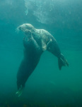 02-GREY-SEALS-IN-LUNDY-by-Andy-Botten-FIE