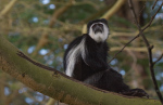 WISTFUL THINKING