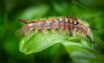 CATERPILLAR OF A VAPOURER MOTH