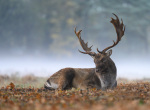 03-FALLOW-BUCK-by-Richard-Pitt-AME
