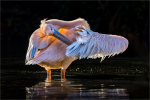 03-PELICAN-PREENING-by-Simon-Jenkins-WAT