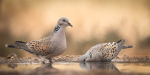 06-TWO-TURTLE-DOVES-by-Michelle-Cirkel-WAT