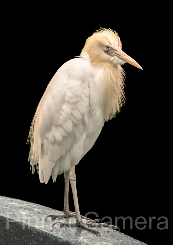 CATTLE-EGRET-by-Veronica-Hill