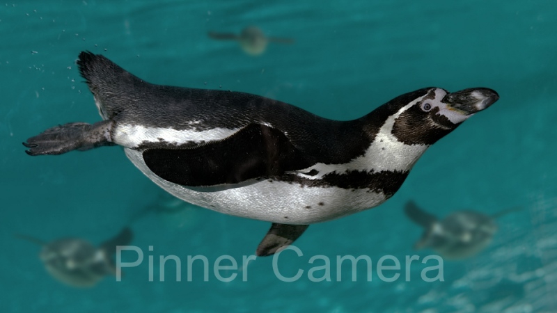 Simon-Mee-Swiming-Penguin-by-Simon-Mee_