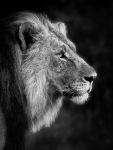 Lion-by-Lew-Wasserstein