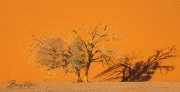 LIFE-IN-THE-DESERT