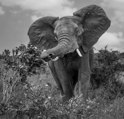 Muddy-Elephant