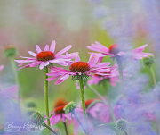 SOFT-FOCUS