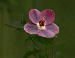 Lenton Rose