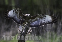 eagle-owl-landing-by-martin-roberts-edit