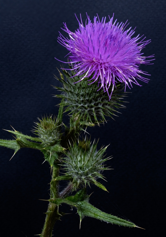 Michael-Lurie-Spear-Thistle