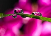 Flowers-in-a-Raindrop-by-Simon-Mee