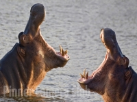 hippo-speak