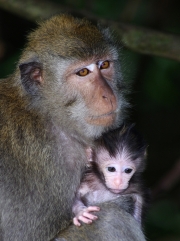 MACAQUE-MOTHER-AND-INFANT-by-Veronica-Hill