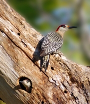 WEST-INDIAN-WOODPECKER-AND-CHICK-by-Veronica-Hill